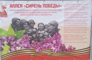 Аллея «Сирень Победы» Аллея «Сирень Победы».